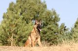 MALINOIS 123